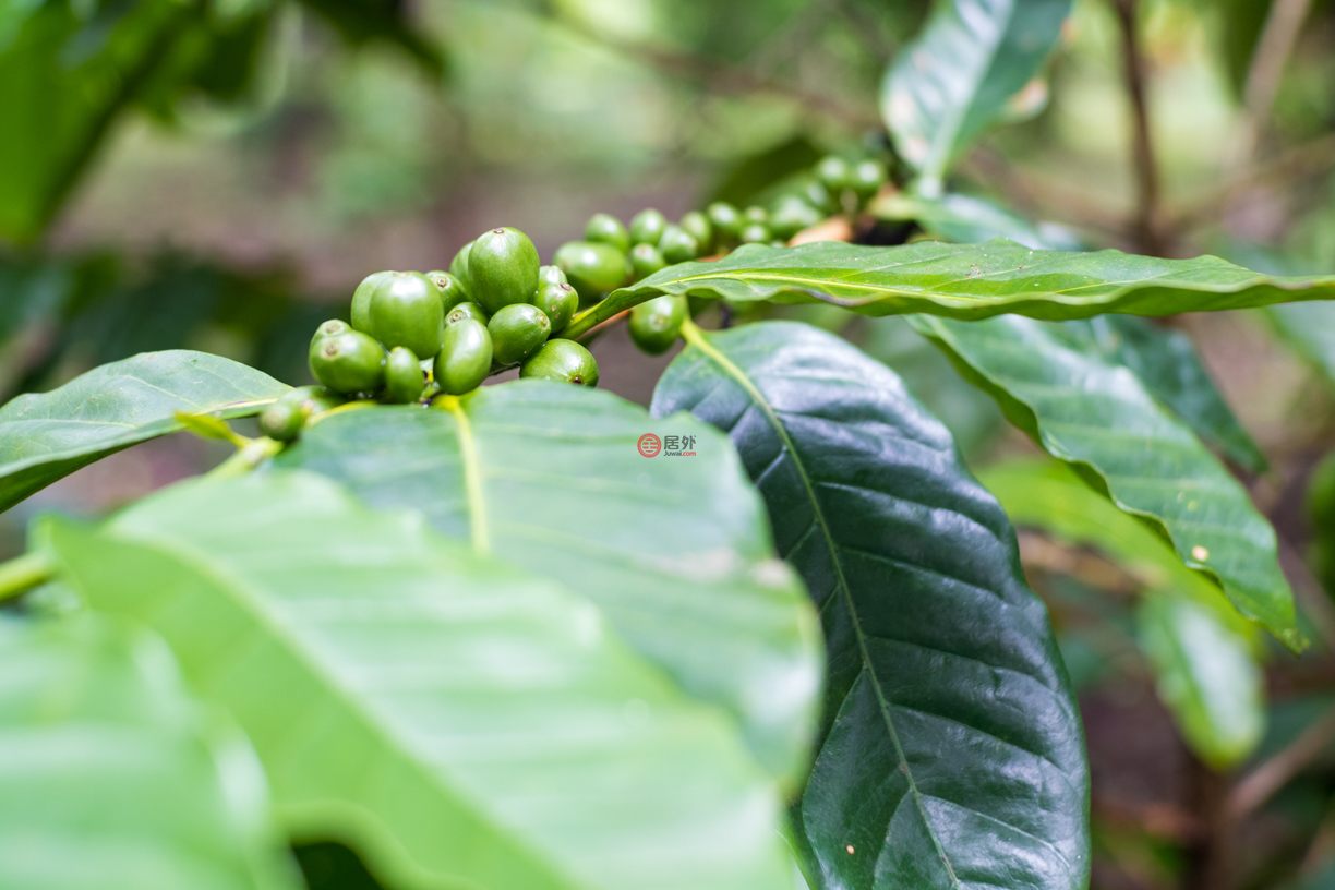 尼加拉瓜Masaya DepartmentMasaya的住宅用地，Finca de Frutas Niquinomo，编号71148301