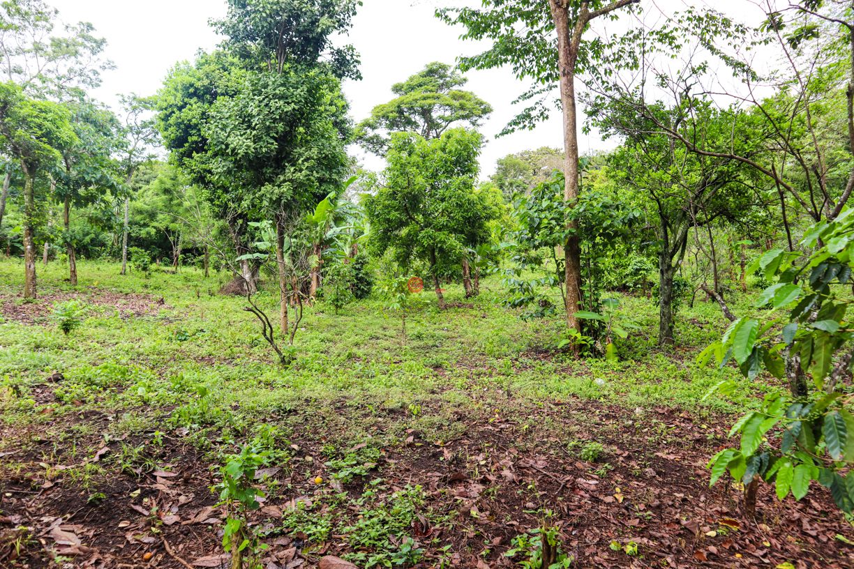 尼加拉瓜Masaya DepartmentMasaya的住宅用地，Finca de Frutas Niquinomo，编号71148301