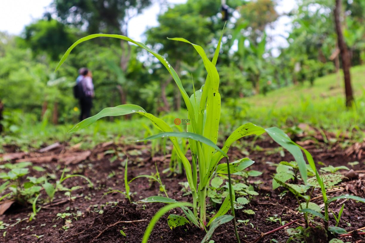 尼加拉瓜Masaya DepartmentMasaya的住宅用地，Finca Los Monos，编号71148962