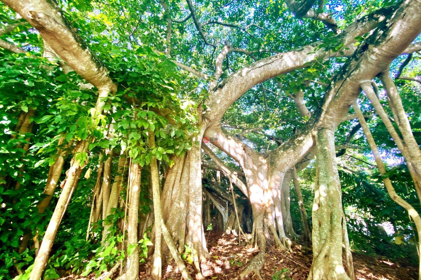 巴哈马Rock Sound的独栋别墅，Thatch Tree House Oleander Drive，编号78396361