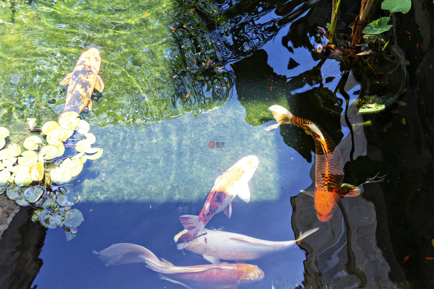 巴巴多斯Northern DistrictSaint James的公寓，High Cane Sandy Lane，编号65696520