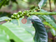 尼加拉瓜Masaya DepartmentMasaya的住宅用地，Finca de Frutas Niquinomo，编号71148301