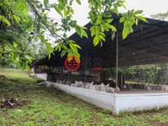 尼加拉瓜Masaya DepartmentMasaya的农场，Chicken Farm, Masatepe，编号71109579