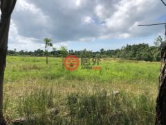 巴拿马科克莱El Chirú的商业用地，PANAMERICANA，编号71252964