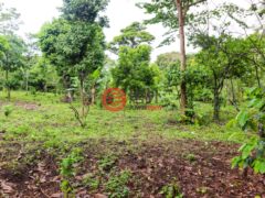 尼加拉瓜Masaya DepartmentMasaya的住宅用地，Finca de Frutas Niquinomo，编号71148301