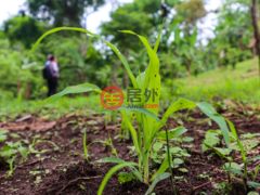 尼加拉瓜Masaya DepartmentMasaya的住宅用地，Finca Los Monos，编号71148962