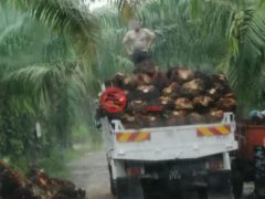 马来西亚沙巴博福特的农业用地，188.78 acres of Oil Palm Plantation，编号76207020