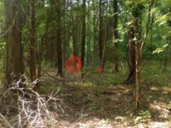 美国马里兰州Chestertown的农业用地，Cloquet Road，编号77173987
