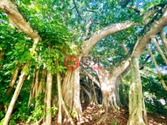 巴哈马Rock Sound的独栋别墅，Thatch Tree House Oleander Drive，编号78396361
