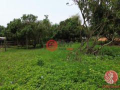 泰国清迈府玛尔瑞姆的住宅用地，编号77708101