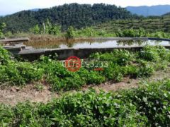马来西亚森美兰瑞姆巴的农业用地，Negeri Sembilan，编号76629110