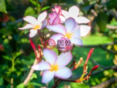洪都拉斯海湾群岛瓜納哈島的独栋别墅，122 Acre Eco Estate with 3400 ft Beachfront，编号78468044