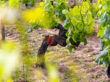 2.7 HECTARE VINEYARD IN THE HEART OF THE PRESTIGIOUS POMEROL APPELLATION